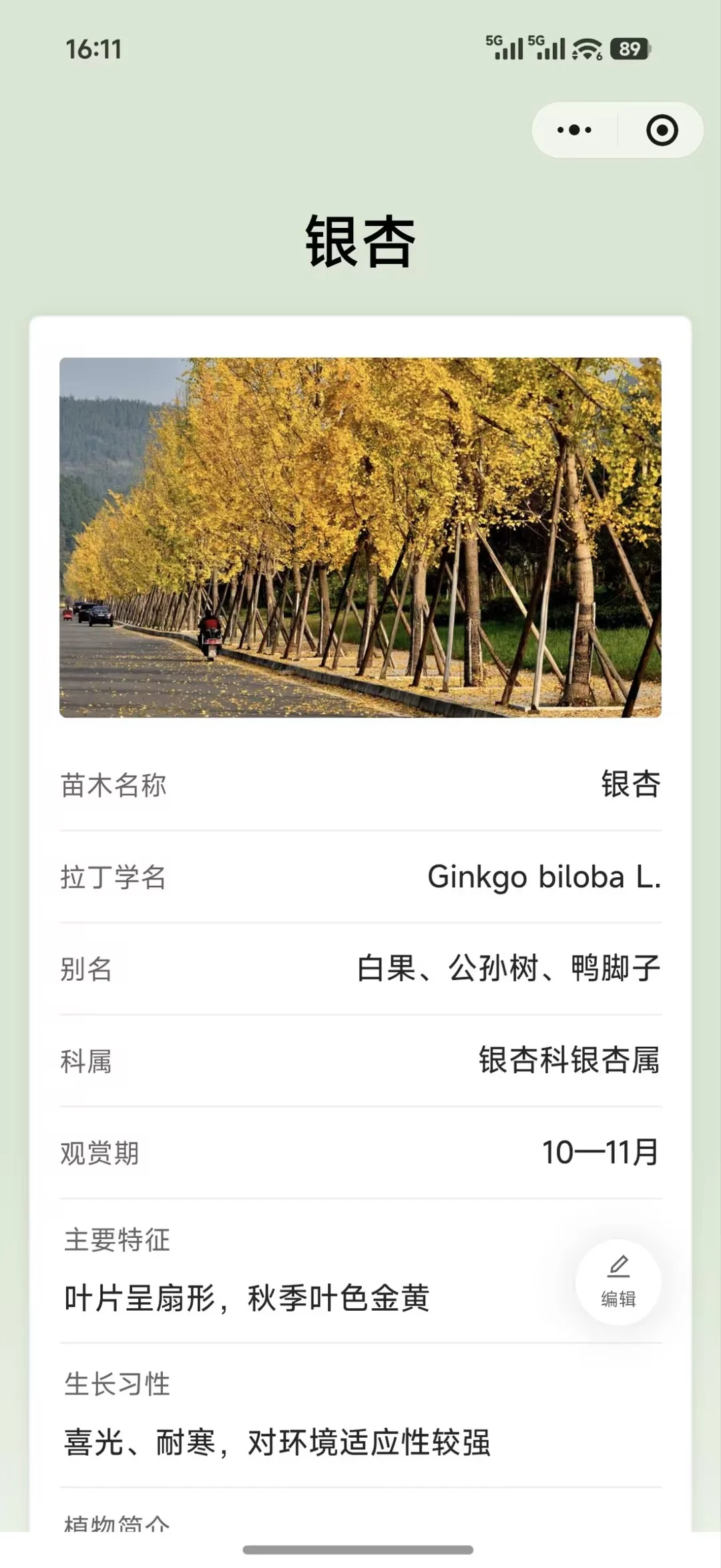 银杏树牌的扫码页:银杏林照片,苗木名称、拉丁学名、别名、科属、观赏期、主要特征和生长习性